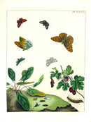 Aurelian 1840 Silver-Washed Butterfly - Panteek Antique Prints