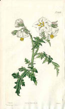 Balbis Nightshade Curtis Carnivorous Botanical - Panteek Antique Prints