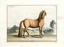 Baron Eisenberg Antique Horse Print Allemand - Panteek Antique Prints