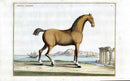 Baron Eisenberg Antique Horse Print Cheval Anglois - Panteek Antique Prints
