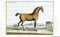 Baron Eisenberg Antique Horse Print Cheval Anglois - Panteek Antique Prints