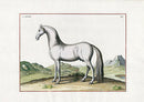 Baron Eisenberg Antique Horse Print L'Arabe - Panteek Antique Prints