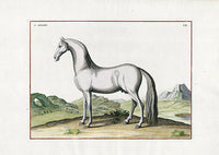 Baron Eisenberg Antique Horse Print L'Arabe - Panteek Antique Prints