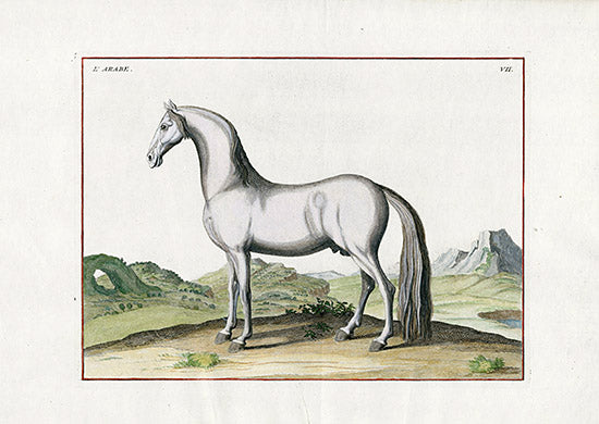 Baron Eisenberg Antique Horse Print L'Arabe