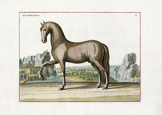 Baron Eisenberg Antique Horse Print Le Napolitain