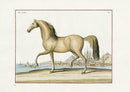 Baron Eisenberg Antique Horse Print Le Turc - Panteek Antique Prints