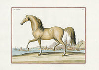 Baron Eisenberg Antique Horse Print Le Turc - Panteek Antique Prints