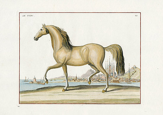 Baron Eisenberg Antique Horse Print Le Turc