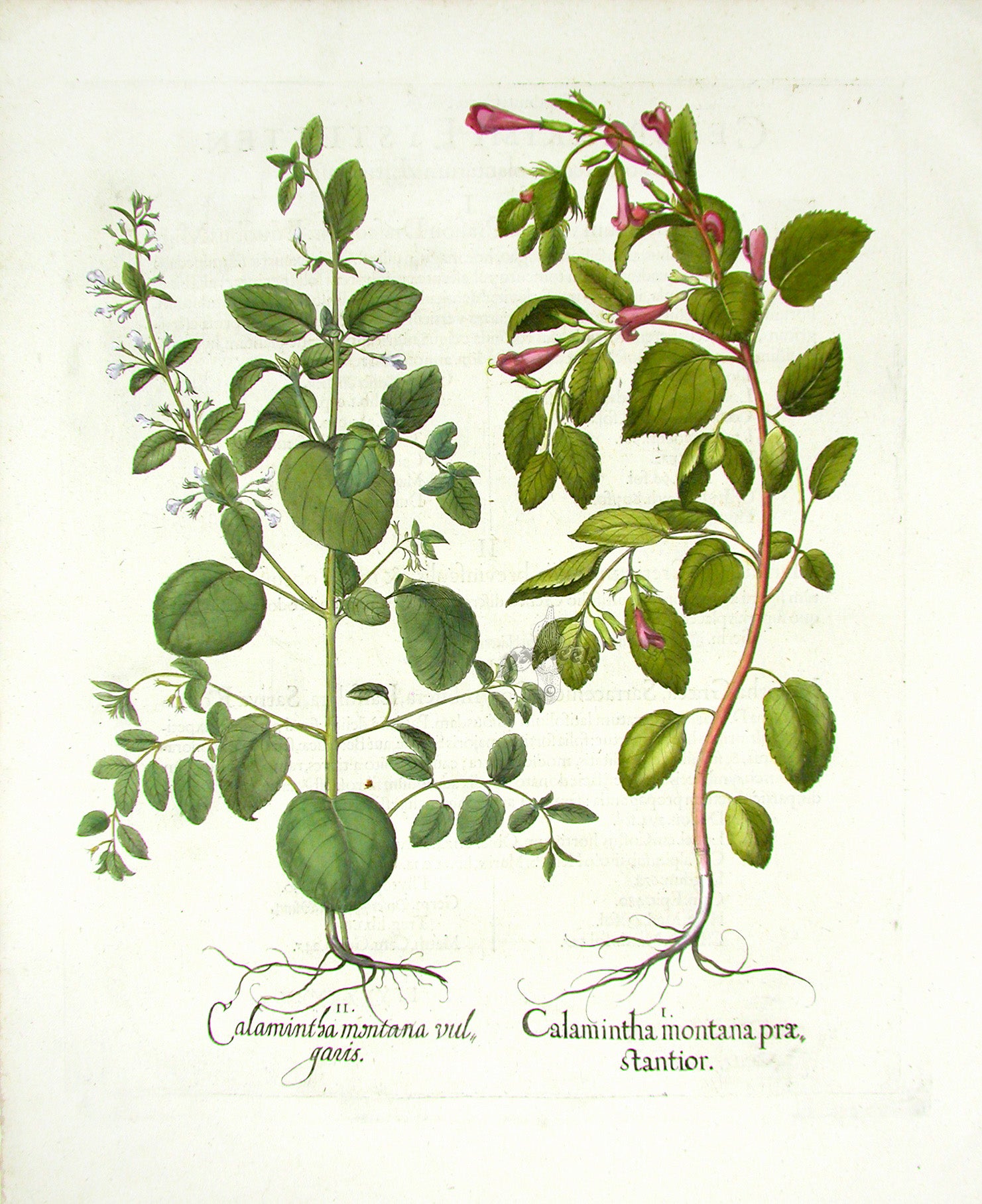 Basilius Besler Original Print 1613 Calamint