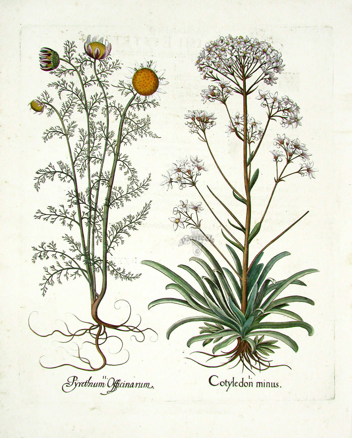 Basilius Besler Original Print 1613 Pyrethrum Daisy