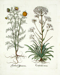 Basilius Besler Original Print 1613 Pyrethrum Daisy - Panteek Antique Prints