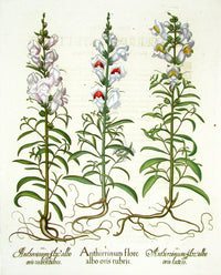 Basilius Besler Original Print 1613 Snapdragons - Panteek Antique Prints