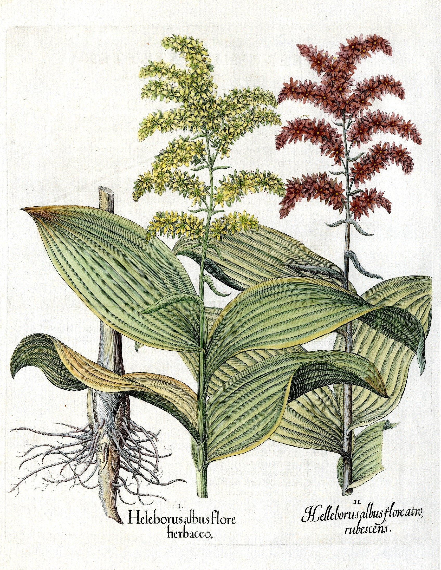 Basilius Besler Original Print 1613 White Hellebore