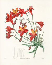 Benjamin Maund 1825 Original Flower Print Alstroemeria - Panteek Antique Prints