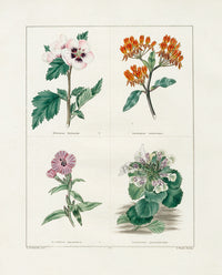 Benjamin Maund 1825 Original Flower Print Altrea Frutex - Panteek Antique Prints