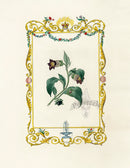 Benjamin Maund 1825 Original Flower Print Belladonna - Panteek Antique Prints