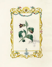 Benjamin Maund 1825 Original Flower Print Belladonna - Panteek Antique Prints