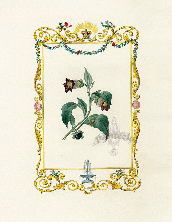 Benjamin Maund 1825 Original Flower Print Belladonna