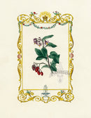 Benjamin Maund 1825 Original Flower Print Bittersweet - Panteek Antique Prints