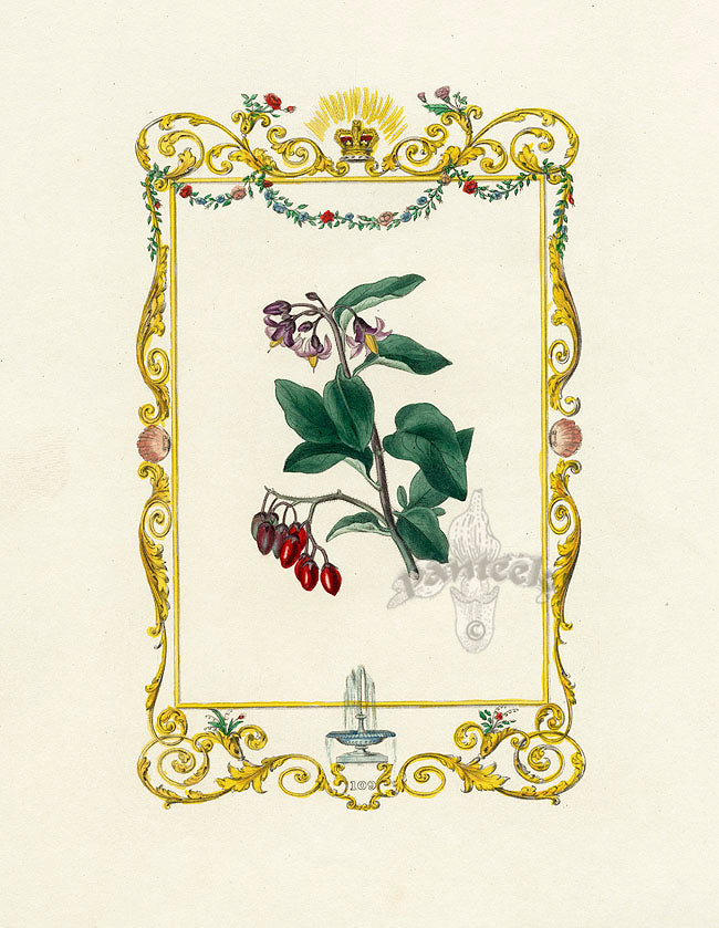 Benjamin Maund 1825 Original Flower Print Bittersweet
