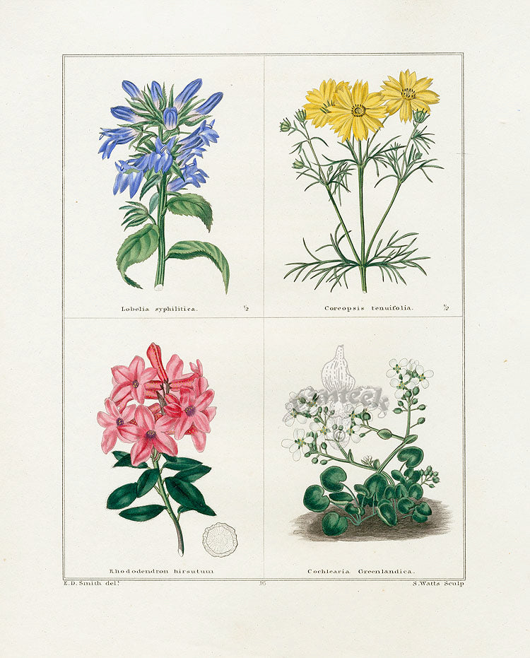 Benjamin Maund 1825 Original Flower Print Blue Lobelia