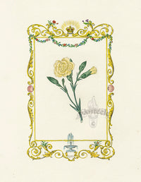Benjamin Maund 1825 Original Flower Print Carnation - Panteek Antique Prints