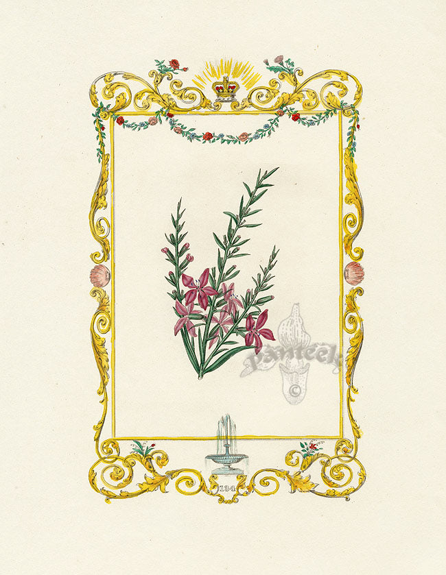 Benjamin Maund 1825 Original Flower Print Cels's Hovea