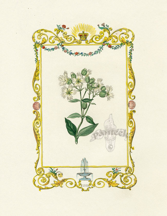 Benjamin Maund 1825 Original Flower Print Chickweed