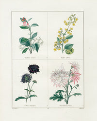 Benjamin Maund 1825 Original Flower Print Christ's Thorn - Panteek Antique Prints