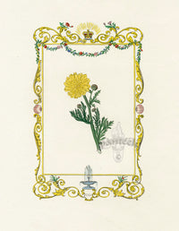 Benjamin Maund 1825 Original Flower Print Chrysanthemum - Panteek Antique Prints