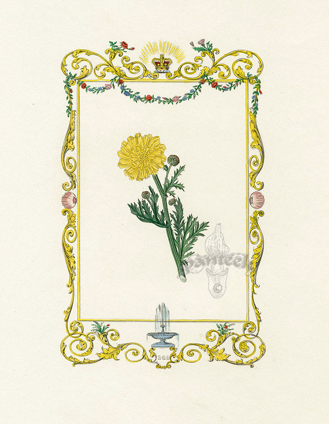 Benjamin Maund 1825 Original Flower Print Chrysanthemum