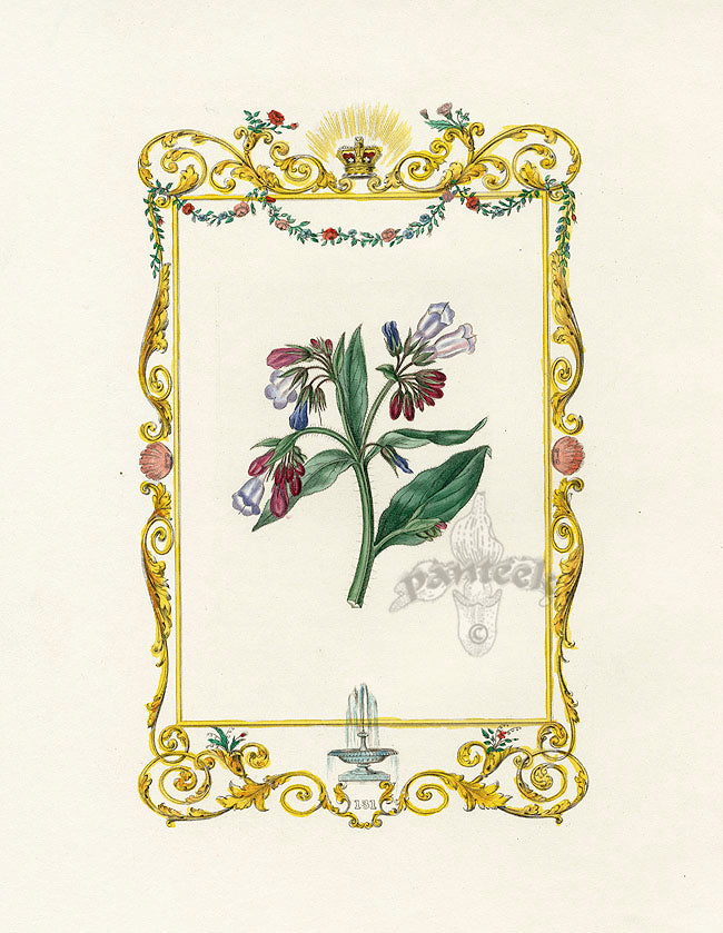 Benjamin Maund 1825 Original Flower Print Comfrey