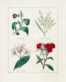 Benjamin Maund 1825 Original Flower Print Deadly Nightshade - Panteek Antique Prints