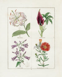 Benjamin Maund 1825 Original Flower Print Dragon Arum - Panteek Antique Prints