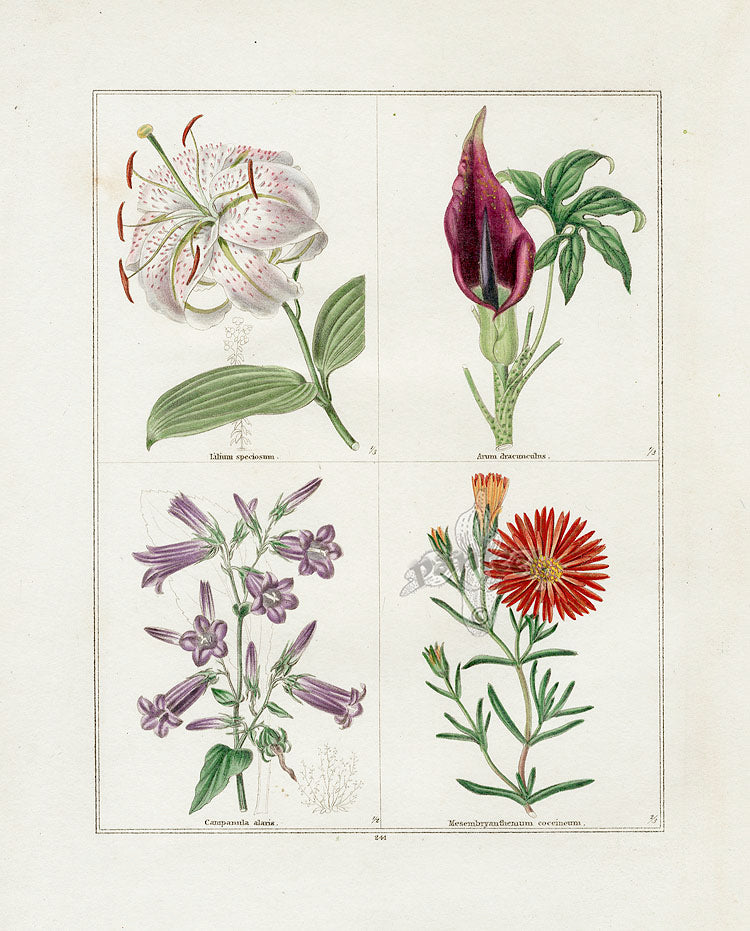 Benjamin Maund 1825 Original Flower Print Dragon Arum