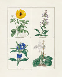 Benjamin Maund 1825 Original Flower Print Drummond's Calliopsis - Panteek Antique Prints