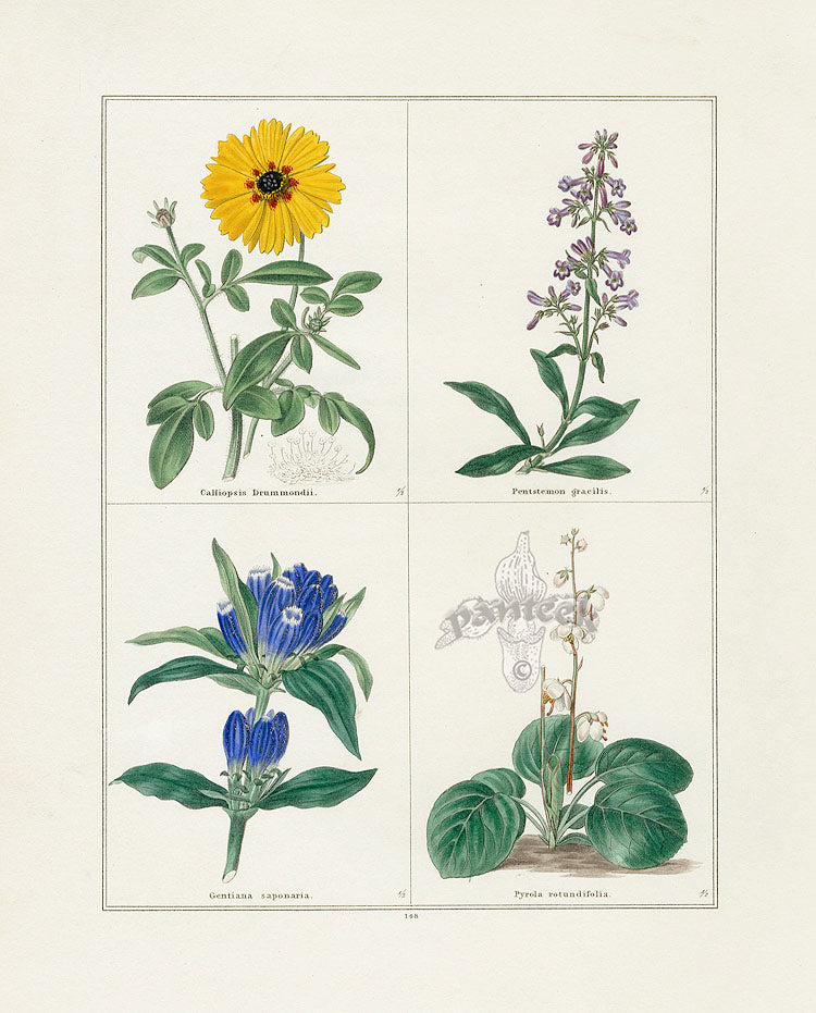 Benjamin Maund 1825 Original Flower Print Drummond's Calliopsis