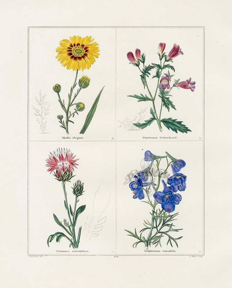 Benjamin Maund 1825 Original Flower Print Elegant Madia