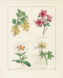 Benjamin Maund 1825 Original Flower Print Fragrant Currant - Panteek Antique Prints