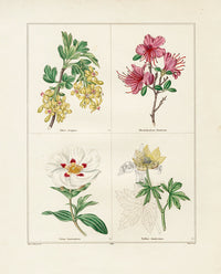 Benjamin Maund 1825 Original Flower Print Fragrant Currant - Panteek Antique Prints