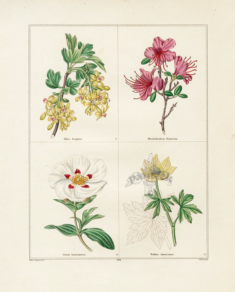 Benjamin Maund 1825 Original Flower Print Fragrant Currant