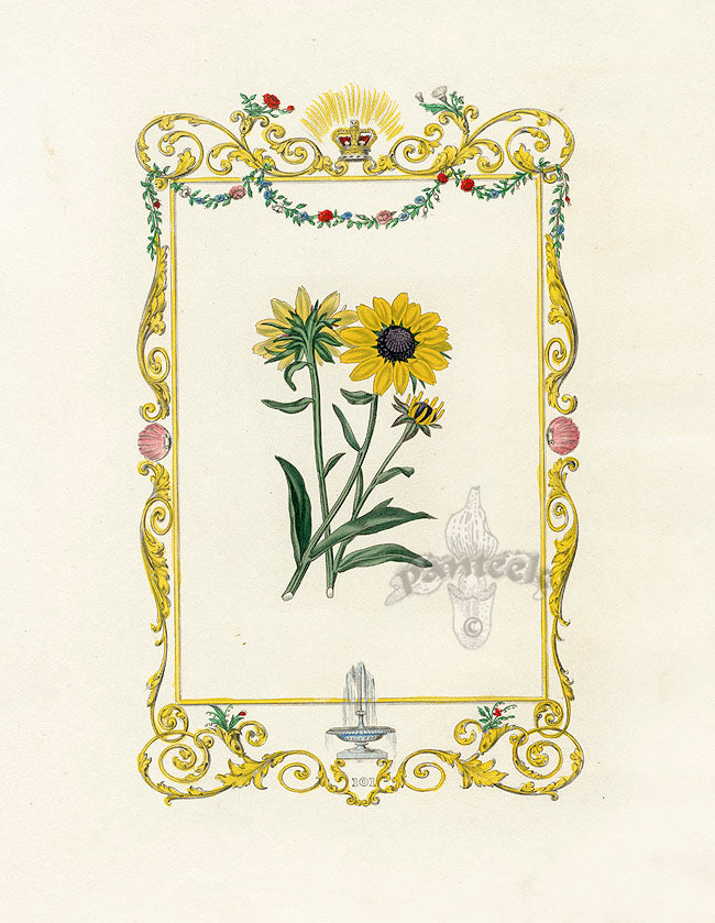 Benjamin Maund 1825 Original Flower Print Fulgid Rudbeckia