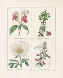 Benjamin Maund 1825 Original Flower Print Glandular Balsam - Panteek Antique Prints