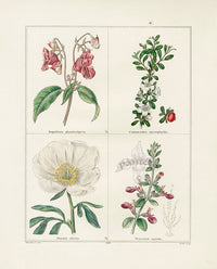 Benjamin Maund 1825 Original Flower Print Glandular Balsam - Panteek Antique Prints