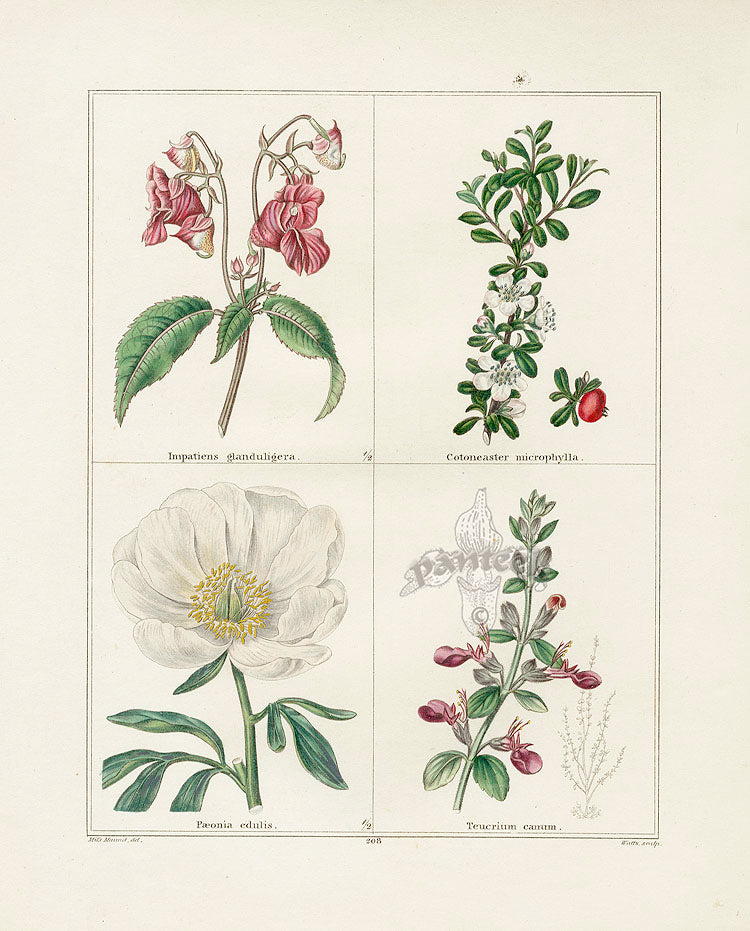 Benjamin Maund 1825 Original Flower Print Glandular Balsam