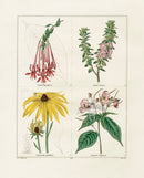 Benjamin Maund 1825 Original Flower Print Hairy Kalmia - Panteek Antique Prints