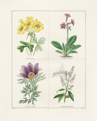 Benjamin Maund 1825 Original Flower Print Haller's Anemone - Panteek Antique Prints