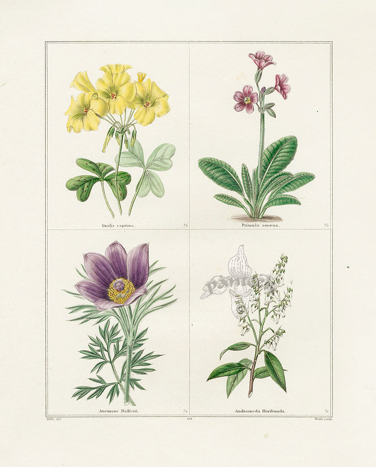 Benjamin Maund 1825 Original Flower Print Haller's Anemone