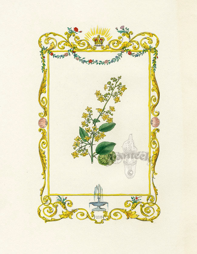 Benjamin Maund 1825 Original Flower Print Henna