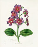 Benjamin Maund 1825 Original Flower Print Heteromallous Pleroma - Panteek Antique Prints